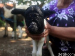 Jabar Hari Ini: Kambing Dajjal Sumedang Mati dan ASN Bandung Positif Corona