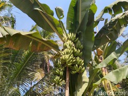Nggak Biasa! Pohon Pisang di Kulon Progo Ini Punya 3 Tandan