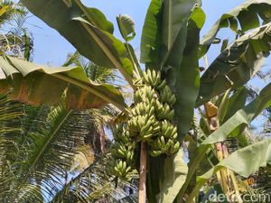 Nggak Biasa! Pohon Pisang di Kulon Progo Ini Punya 3 Tandan Nggak Biasa! Pohon Pisang di Kulon Progo Ini Punya 3 Tandan