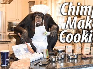 Lucu! Begini Jadinya Jika Simpanse Jadi YouTuber yang Jago Masak