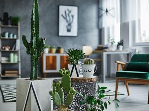 10 Tanaman Hias Indoor yang Cocok untuk Mempercantik Rumah