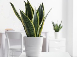 Segala Hal tentang Tanaman Lidah Mertua: Jenis, Manfaat, dan Cara Merawatnya