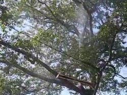 Teror Ulat Hijau di Pasuruan Berakhir Setelah Penyemprotan Insektisida Massal