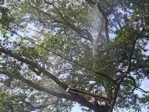 Teror Ulat Hijau di Pasuruan Berakhir Setelah Penyemprotan Insektisida Massal Teror Ulat Hijau di Pasuruan Berakhir Setelah Penyemprotan Insektisida Massal