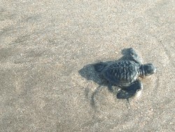 Penyelamatan Tukik dari Sarang di Pantai Kuta Terkendala Pandemi Corona