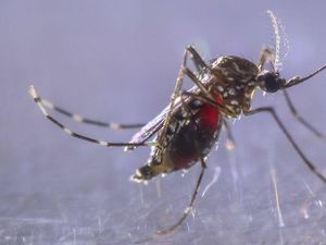 Kasus DBD di Tasikmalaya Meningkat Signifikan, 4 Orang Meninggal