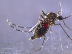 Waspada Ancaman DBD di Tengah Pandemi COVID-19