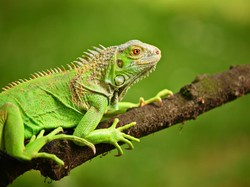 Taiwan Akan Musnahkan 120 Ribu Iguana Hijau!