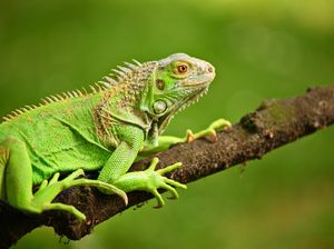 Waduh! Seekor Iguana Ditemukan dalam Freezer Restoran Pizza Waduh! Seekor Iguana Ditemukan dalam Freezer Restoran Pizza