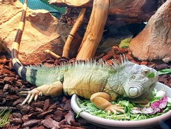 Mengenal Klasifikasi Hewan Insektivora, Ciri-ciri dan Contoh