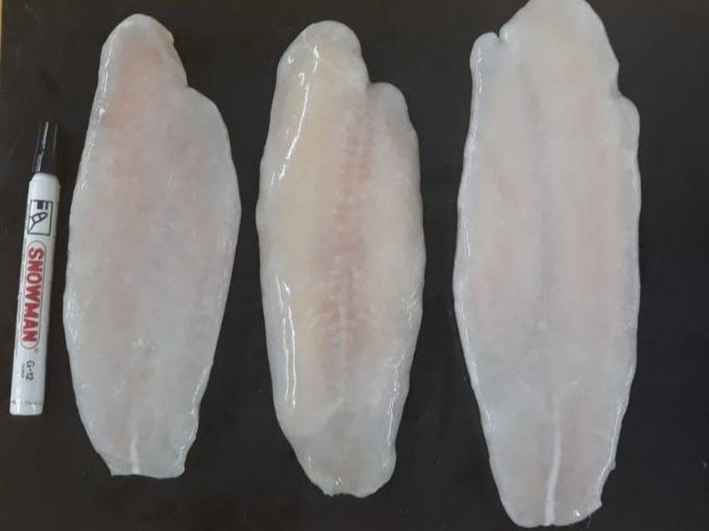 Ikan Dori Adalah Ikan Patin, Ini Kata Menteri Kelautan Ikan Dori Adalah Ikan Patin, Ini Kata Menteri Kelautan