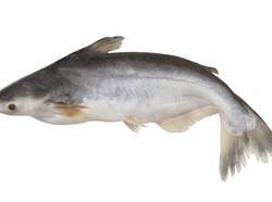 7 Khasiat Mengkonsumsi Ikan Patin Secara Rutin, Baik untuk Tubuh