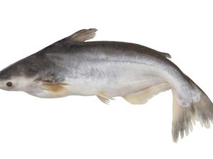 Terungkap! Ikan Fillet Dori Ternyata Ikan Patin Terungkap! Ikan Fillet Dori Ternyata Ikan Patin