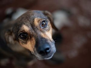 Viral Anjing Disetubuhi Pria Bikin Emosi Sahabat Satwa Viral Anjing Disetubuhi Pria Bikin Emosi Sahabat Satwa