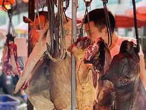 Ngeri! Pemandangan Anjing yang Dibantai Untuk Jadi Santapan Warga China Ngeri! Pemandangan Anjing yang Dibantai Untuk Jadi Santapan Warga China