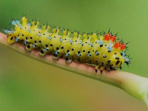 Gemasnya Kaki Kecil Ulat, Yakin Nggak Jadi Geli!
