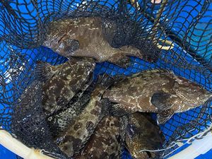 Selama Pandemi, Ekspor Kerapu dari Anambas ke Hong Kong Terus Berjalan