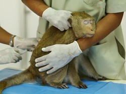 Bikin Onar, Monyet-Monyet di Thailand Disterilisasi