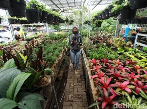 Penjualan Tanaman Hias Laris Manis