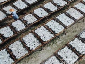Asinnya Ikan Teri Jadi Sumber Rezeki Warga Pulau Pasaran Bandar Lampung