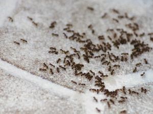 8 Cara Alami Usir Semut Merah di Rumah, Ampuh dan Aman untuk Keluarga 8 Cara Alami Usir Semut Merah di Rumah, Ampuh dan Aman untuk Keluarga