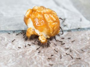 Nenek Ini 20 Tahun Sedekah Tetesan Gula Merah ke Semut, Ini Keberkahannya