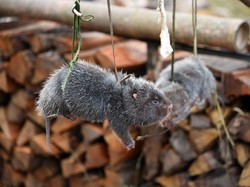 China Musnahkan 1,6 Ton Tikus Bambu Untuk Basmi Perdagangan Hewan Liar