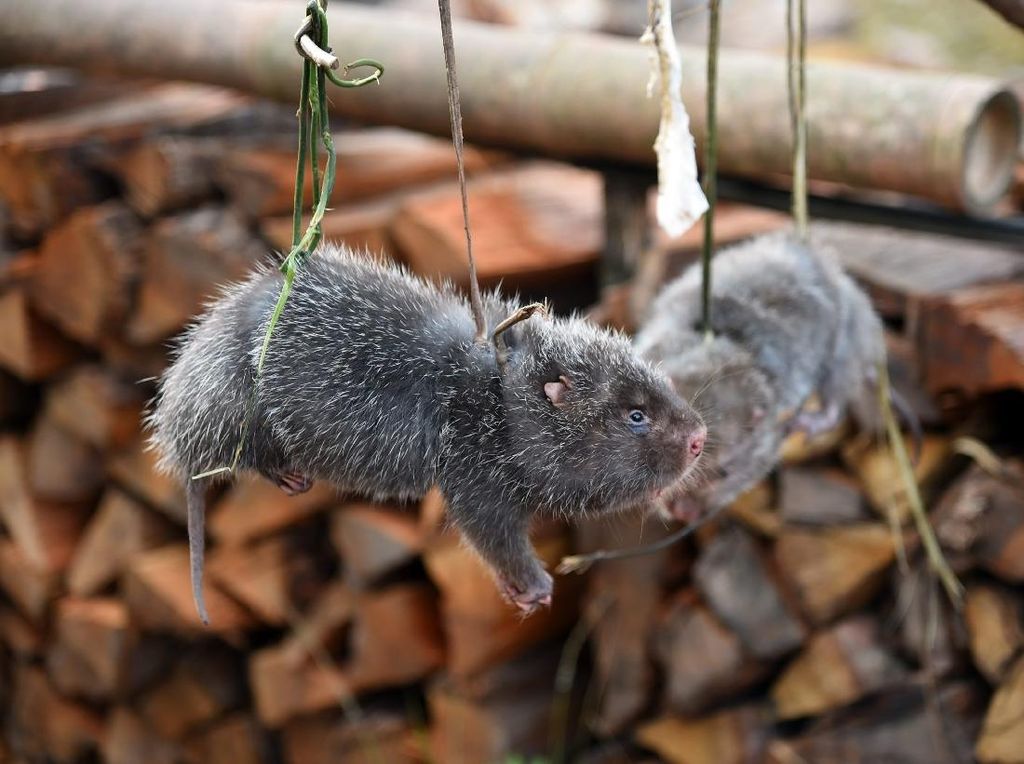 China Musnahkan 1,6 Ton Tikus Bambu Untuk Basmi Perdagangan Hewan Liar China Musnahkan 1,6 Ton Tikus Bambu Untuk Basmi Perdagangan Hewan Liar