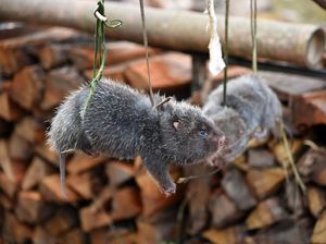 China Musnahkan 1,6 Ton Tikus Bambu Untuk Basmi Perdagangan Hewan Liar China Musnahkan 1,6 Ton Tikus Bambu Untuk Basmi Perdagangan Hewan Liar
