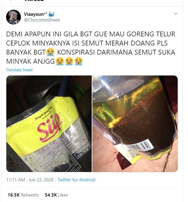 minyak goreng penuh semut merah