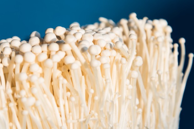 Jamur Enoki Jamur Enoki ada penyakit listeria