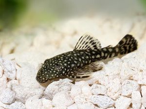 Ikan Sapu-Sapu: Si Tangguh Penghuni Dasar Air