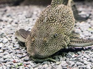 Apakah Ikan Sapu-sapu Aman Dimakan? Ini Penjelasan, Manfaat-Kandungan Gizinya