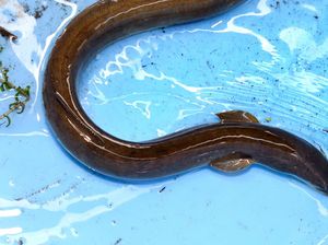 Ngaco! Pria Ini Masukkan Belut Hidup ke Dubur Untuk Sembuhkan Sembelitnya