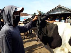 Bermasker, Begini Kesibukan Pedagang Pasar Hewan di Boyolali Bermasker, Begini Kesibukan Pedagang Pasar Hewan di Boyolali