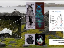 Ada Plastik dalam Usus Hewan di Pulau Paling Terpencil Sedunia