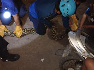 Damkar Makassar Tangkap Ular Piton 5 Meter di Permukiman Warga