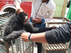 Jual Siamang Hitam, 4 Remaja di Aceh Utara Ditangkap Polisi