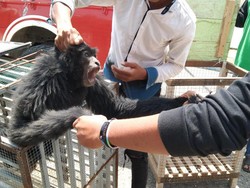 Jual Siamang Hitam, 4 Remaja di Aceh Utara Ditangkap Polisi