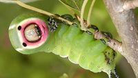 Oh, Seperti Ini Ternyata Bentuk Kaki Ulat