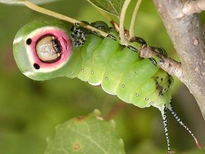 Oh, Seperti Ini Ternyata Bentuk Kaki Ulat Oh, Seperti Ini Ternyata Bentuk Kaki Ulat
