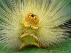 Lebih Dekat dengan Ulat, Bikin Geli atau Gemas?