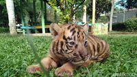Gemes Banget! Ini Bayi Harimau di Banjarnegara