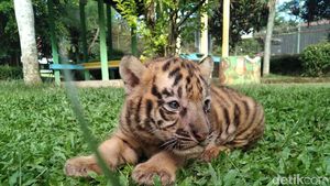 Gemes Banget! Ini Bayi Harimau di Banjarnegara