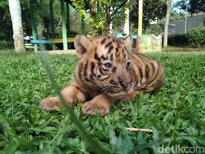 Gemes Banget! Ini Bayi Harimau di Banjarnegara