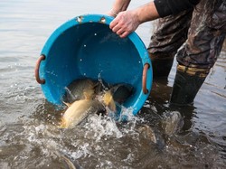Ikan Ember Jadi Program Pertamina Bantu Masyarakat Jakut Ter-PHK