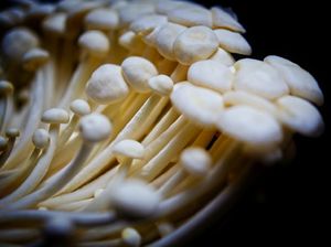 Jamur Enoki dari Korsel yang Masih Beredar Mau Diapakan? Jamur Enoki dari Korsel yang Masih Beredar Mau Diapakan?