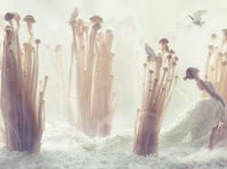 3 Tips Mengolah Jamur Enoki yang Telanjur Dibeli Agar Bebas Listeria