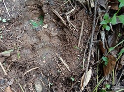 Ternak Warga di Sumbar Alami Luka Cakaran-Gigitan, Diduga Diserang Harimau