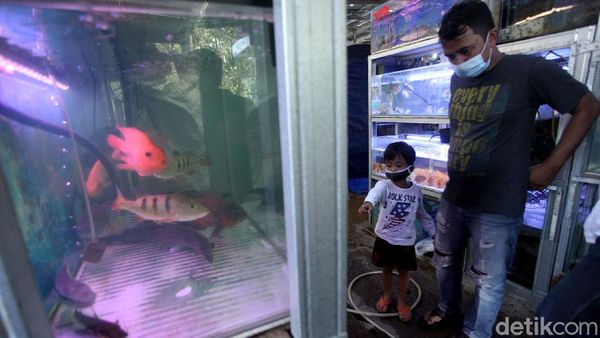 Laris Manis Penjualan Ikan Hias di Masa Pandemi